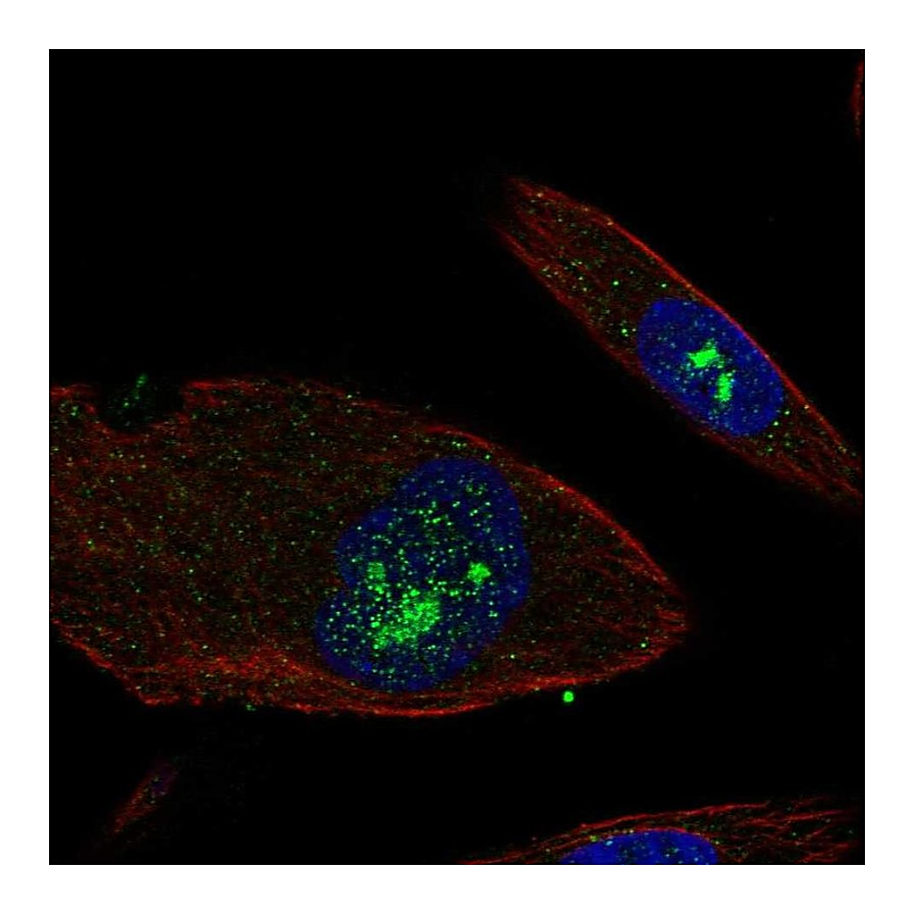 Atlas Antibodies Anti-EFHB Antibody