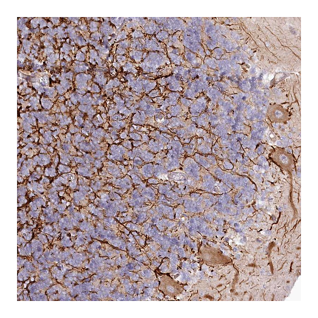 Atlas Antibodies Anti-EFHC2 Antibody
