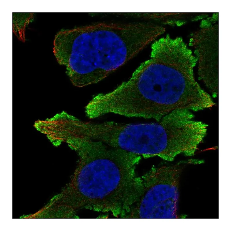 Atlas Antibodies Anti-EFNB1 Antibody