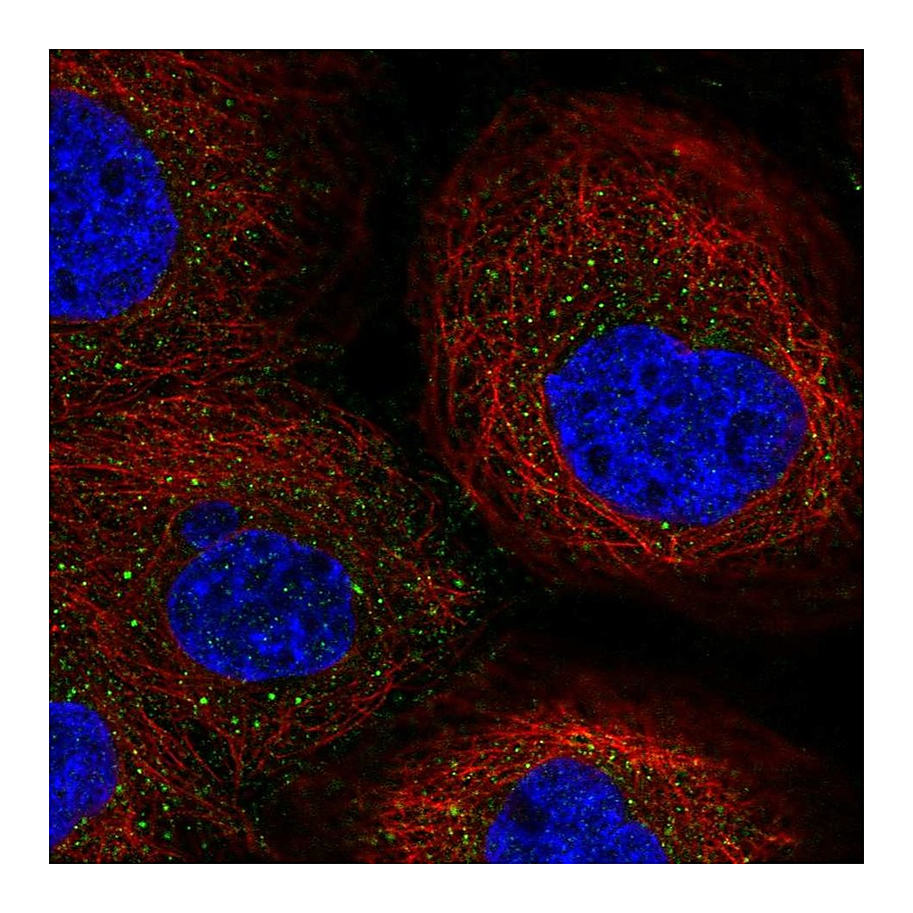 Atlas Antibodies Anti-EFNA5 Antibody