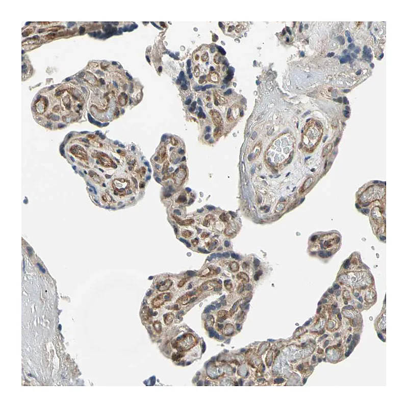 Atlas Antibodies Anti-EFNB2 Antibody