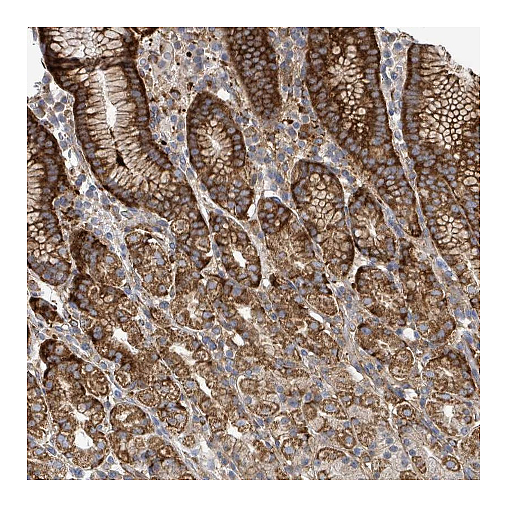 Atlas Antibodies Anti-EGFL7 Antibody