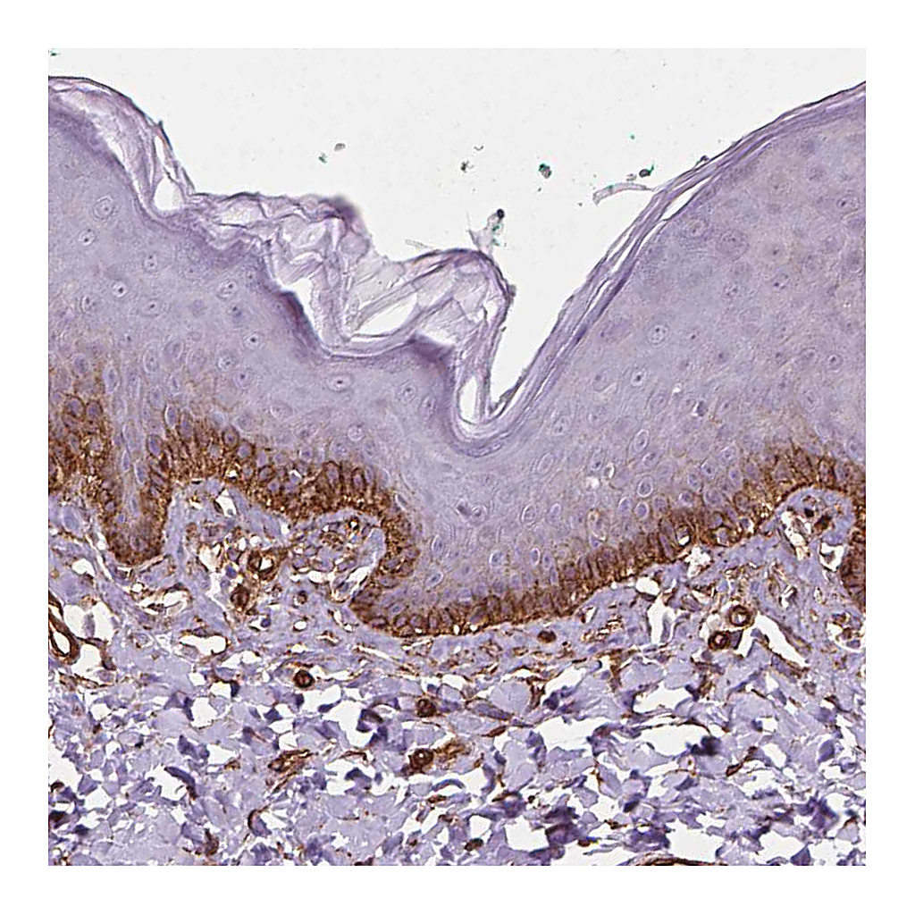 Atlas Antibodies Anti-EGFL8 Antibody