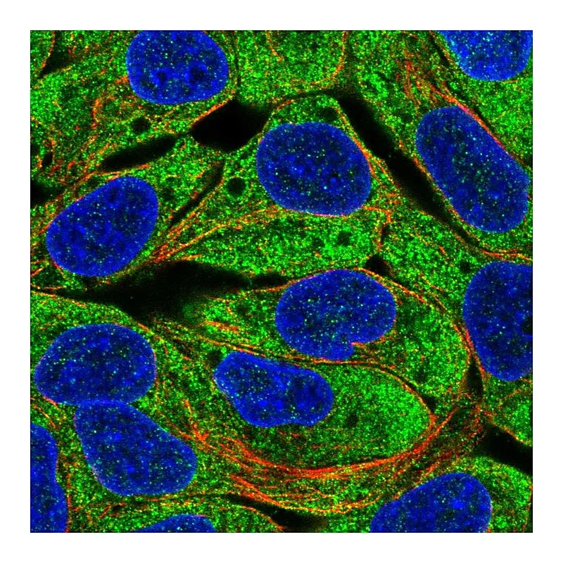 Atlas Antibodies Anti-EGLN3 Antibody