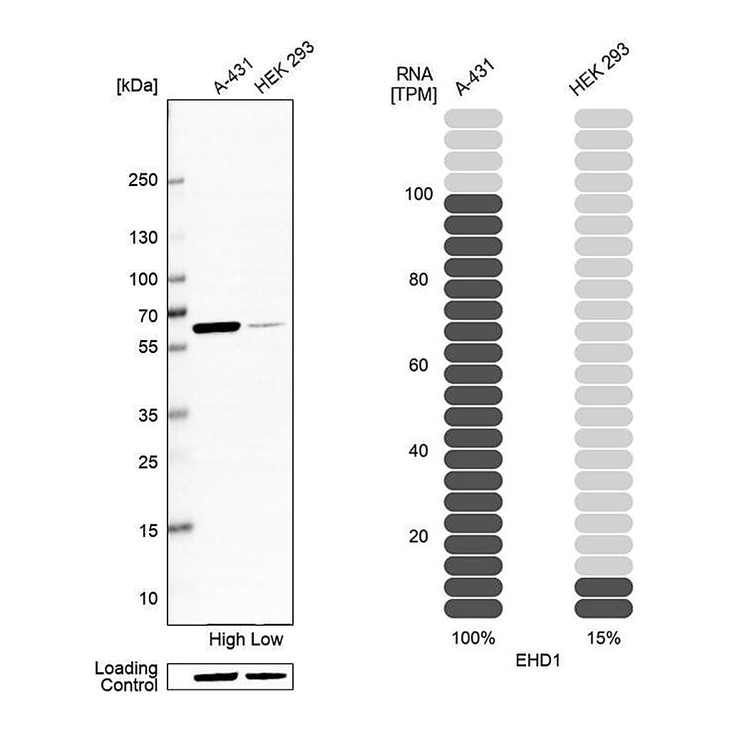 Atlas Antibodies Anti-EHD1 Antibody