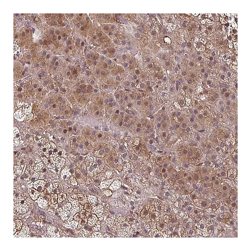 Atlas Antibodies Anti-EID1 Antibody