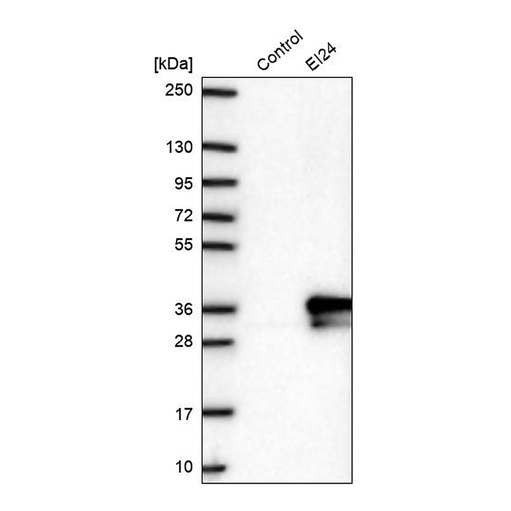 Atlas Antibodies Anti-EI24 Antibody
