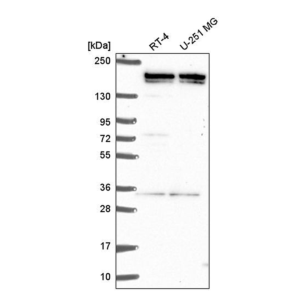 Atlas Antibodies Anti-EHMT2 Antibody
