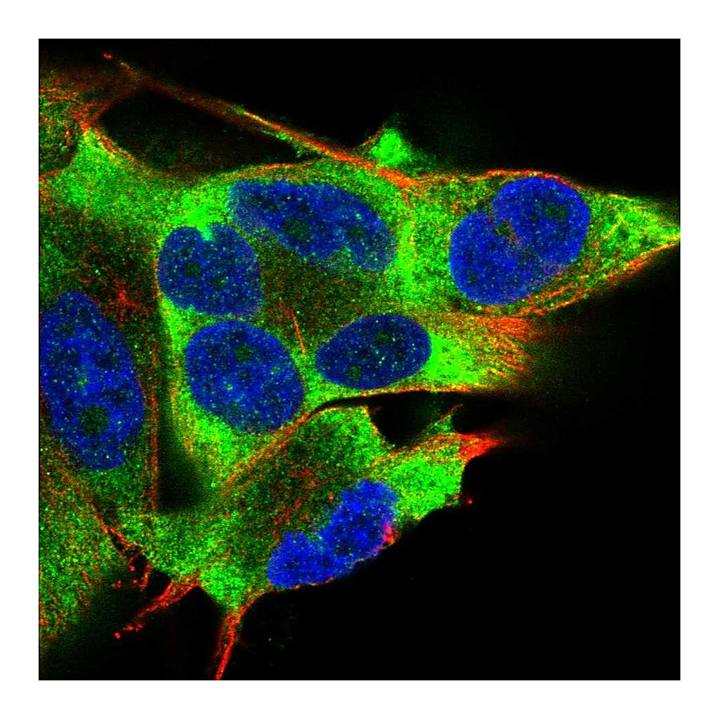 Atlas Antibodies Anti-EIF2AK2 Antibody