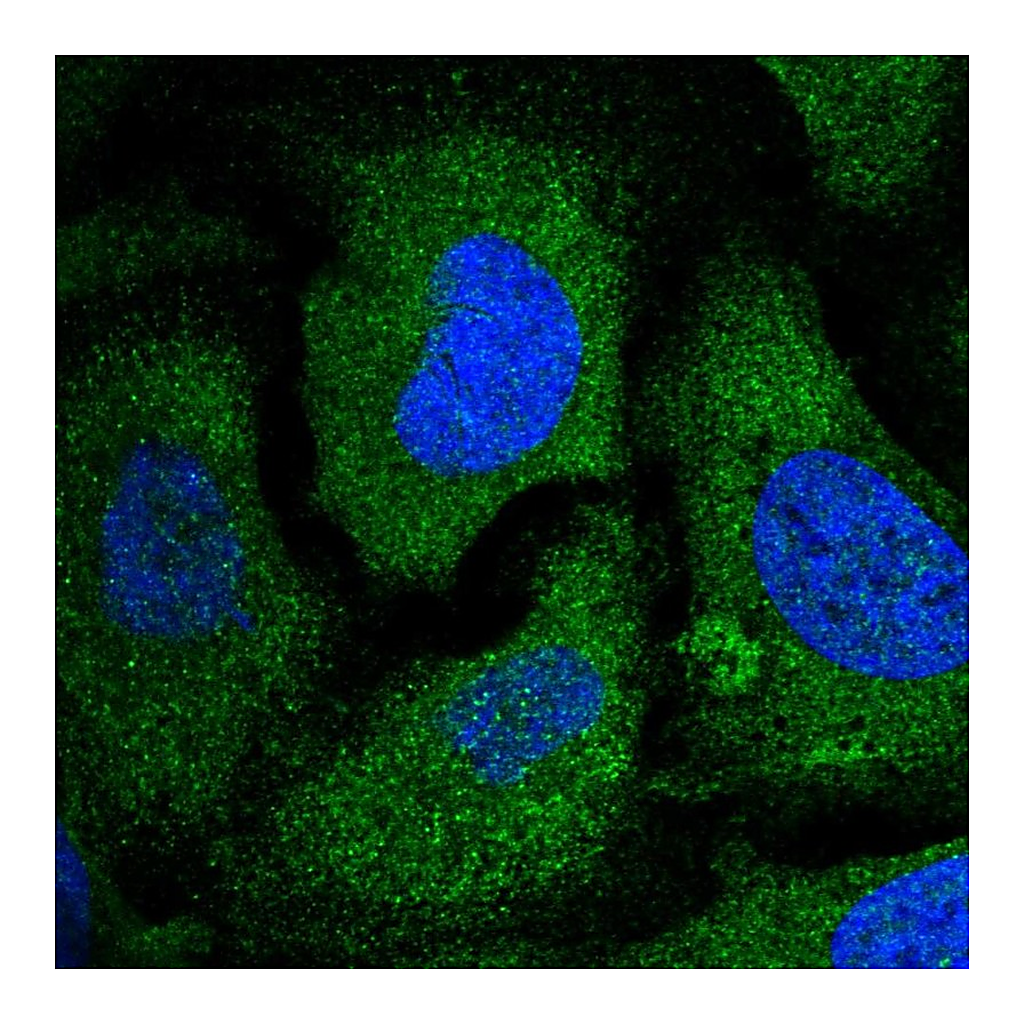 Atlas Antibodies Anti-EIF2S2 Antibody