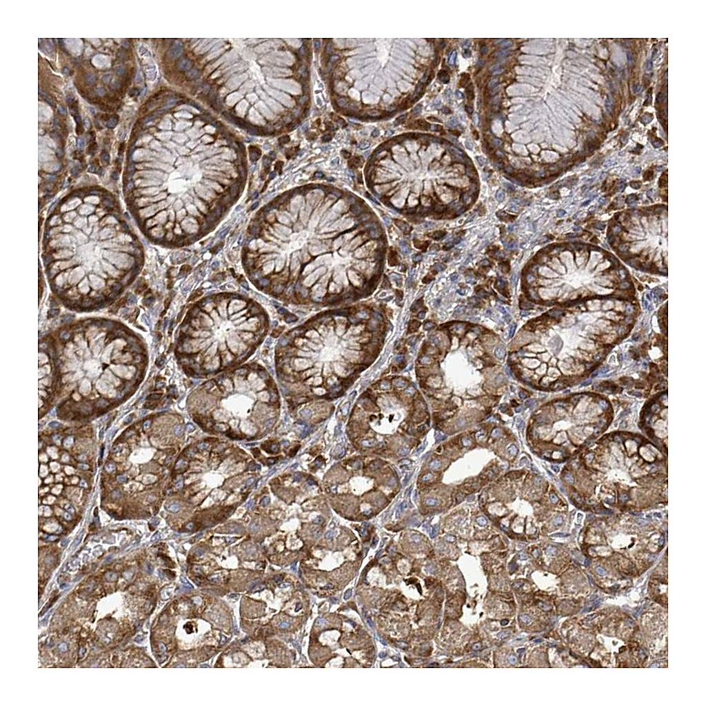 Atlas Antibodies Anti-EIF3C Antibody