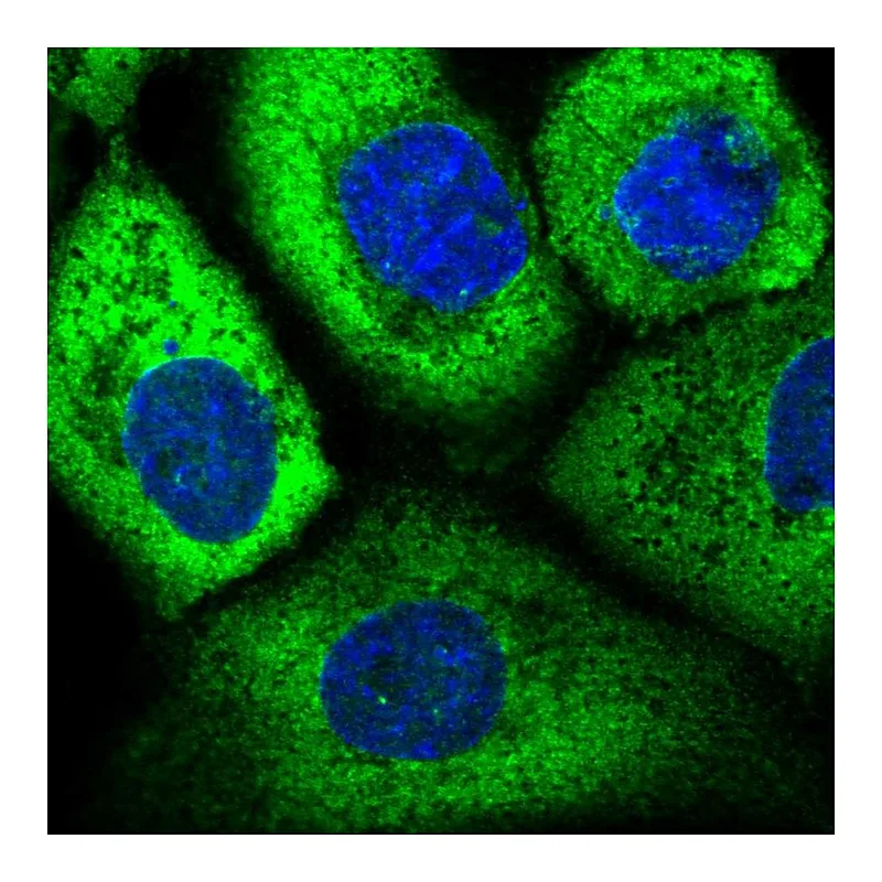 Atlas Antibodies Anti-EIF3D Antibody