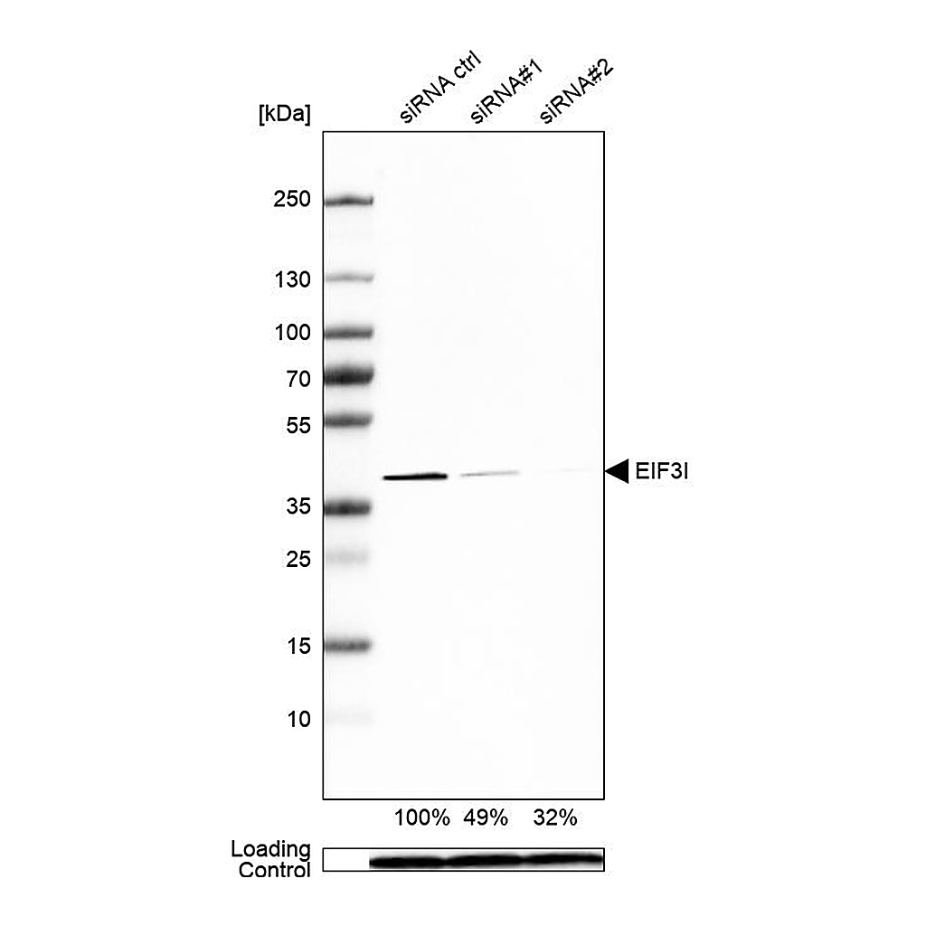 Atlas Antibodies Anti-EIF3I Antibody