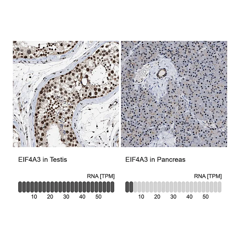 Atlas Antibodies Anti-EIF4A3 Antibody