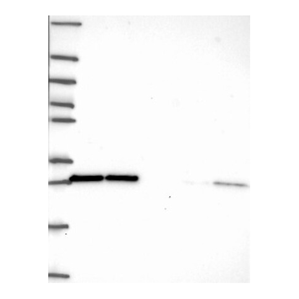 Atlas Antibodies Anti-EIF4E Antibody