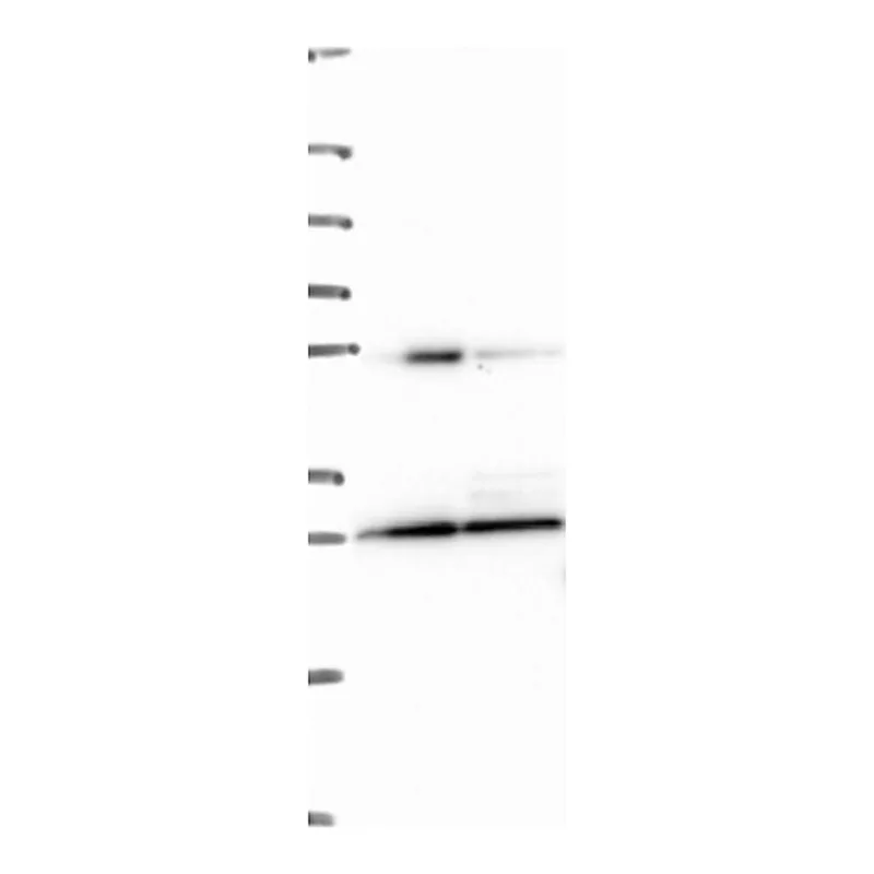Atlas Antibodies Anti-EIF4E2 Antibody