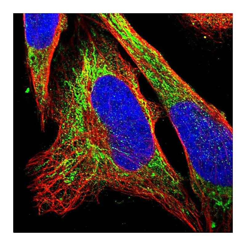 Atlas Antibodies Anti-EIF4E2 Antibody
