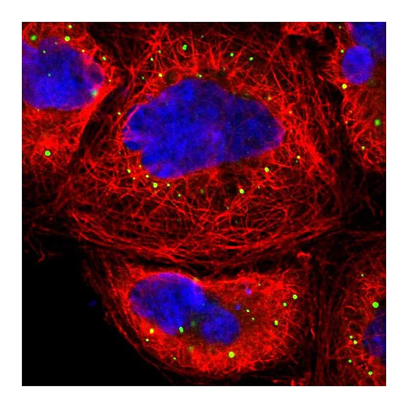Atlas Antibodies Anti-EIF4ENIF1 Antibody