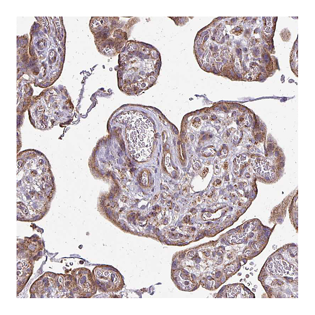 Atlas Antibodies Anti-EIF4EBP2 Antibody