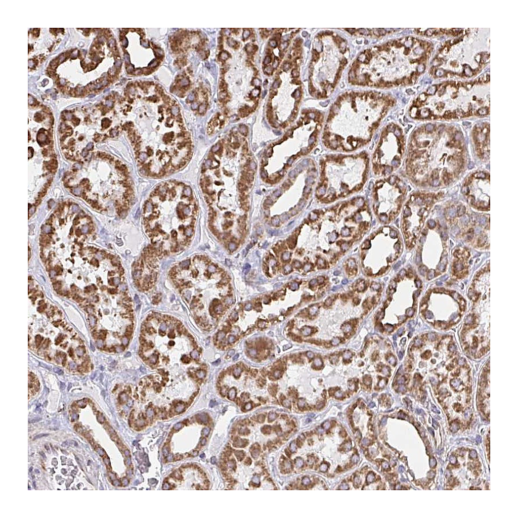 Atlas Antibodies Anti-ELAVL1 Antibody
