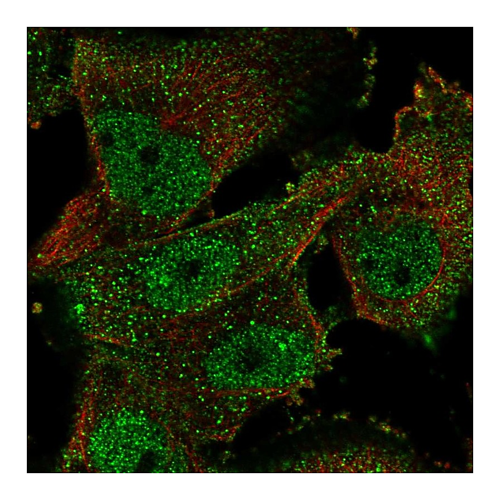 Atlas Antibodies Anti-ELAVL4 Antibody