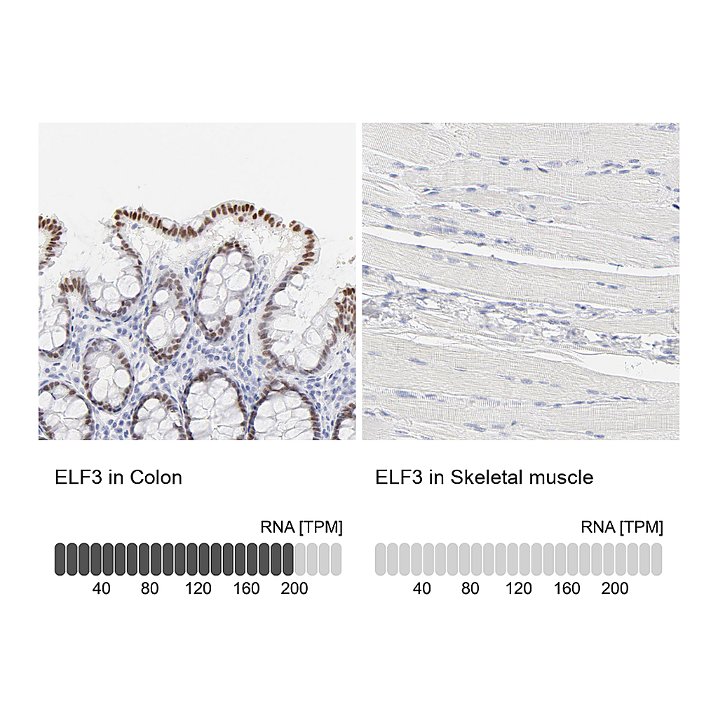 Atlas Antibodies Anti-ELF3 Antibody