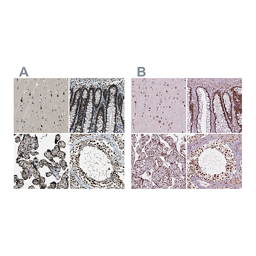 Atlas Antibodies Anti-ELF2 Antibody