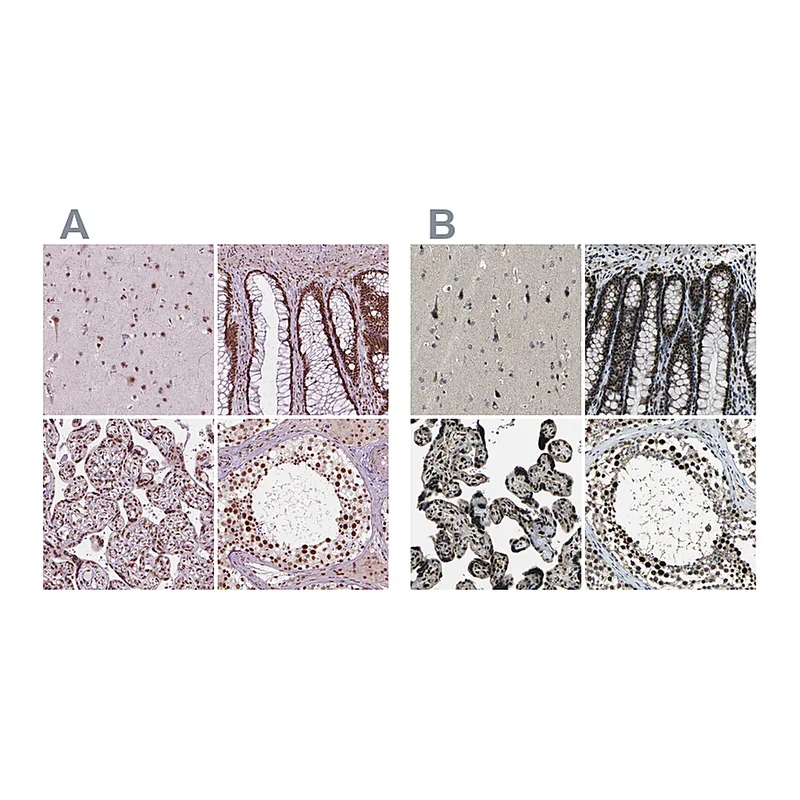 Atlas Antibodies Anti-ELF2 Antibody