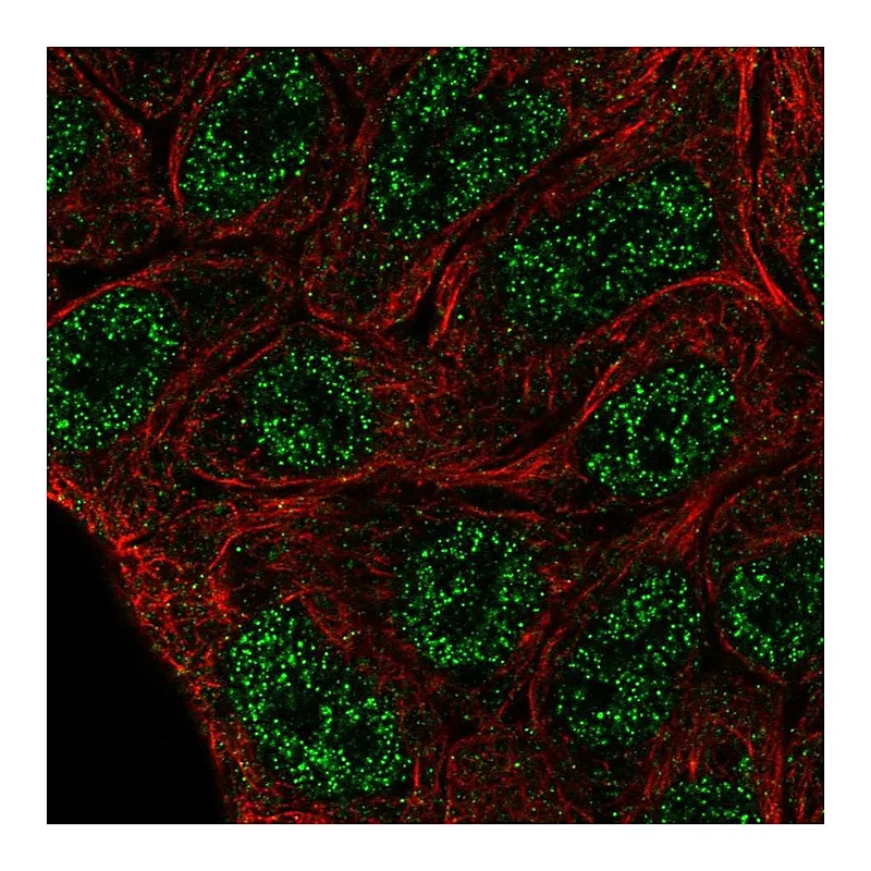Atlas Antibodies Anti-ELF5 Antibody