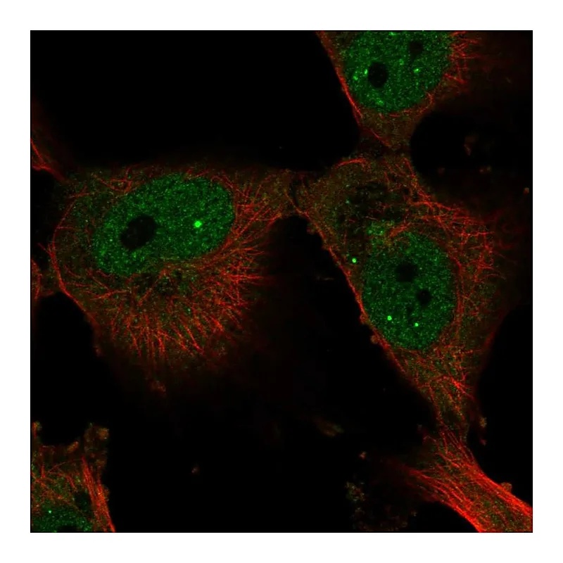 Atlas Antibodies Anti-ELF4 Antibody