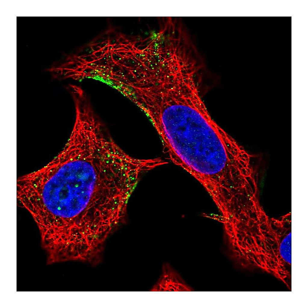 Atlas Antibodies Anti-ELMO2 Antibody