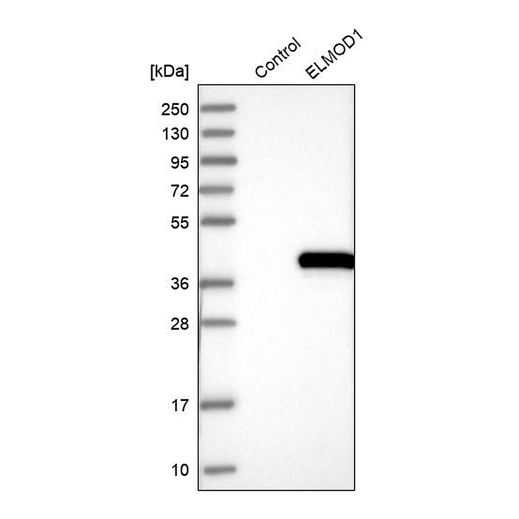 Atlas Antibodies Anti-ELMOD1 Antibody