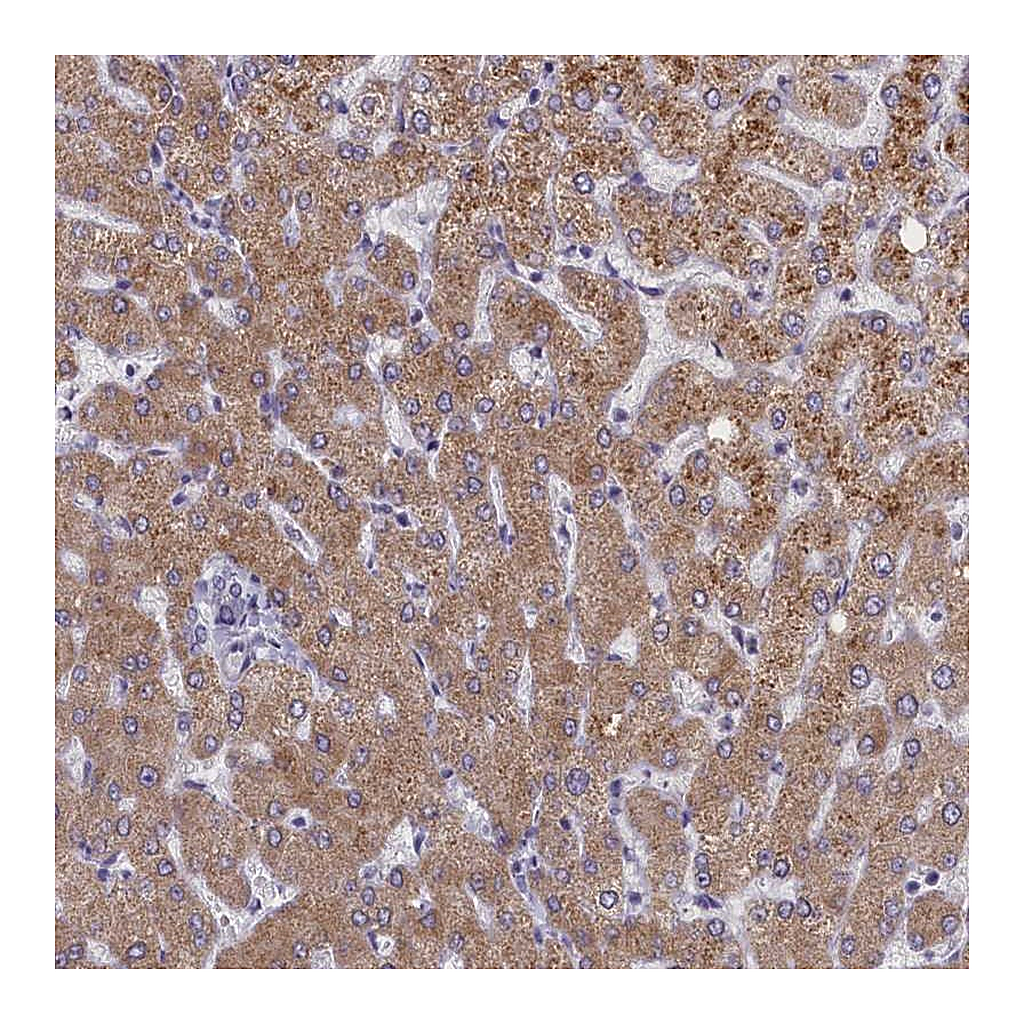 Atlas Antibodies Anti-ELOA2 Antibody