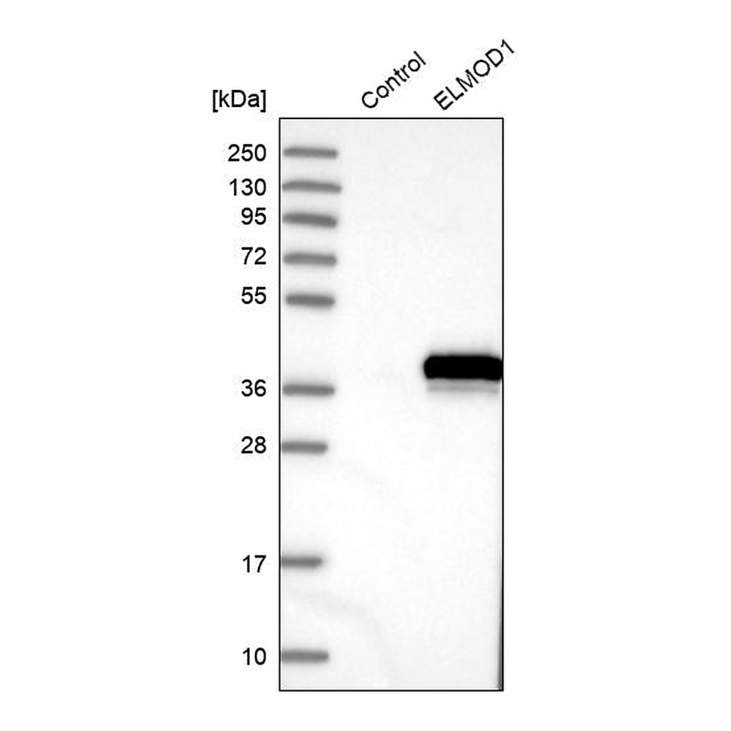 Atlas Antibodies Anti-ELMOD1 Antibody
