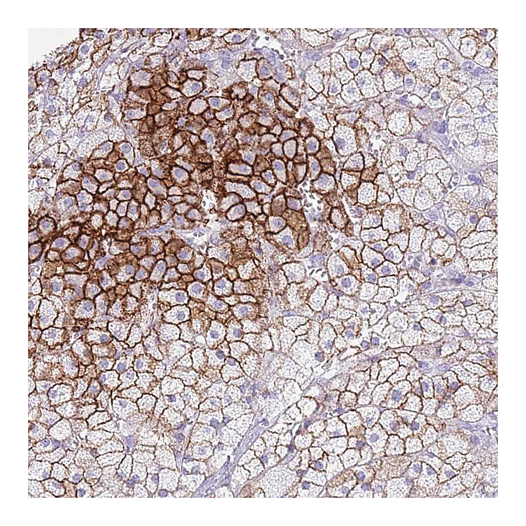 Atlas Antibodies Anti-ELOA2 Antibody
