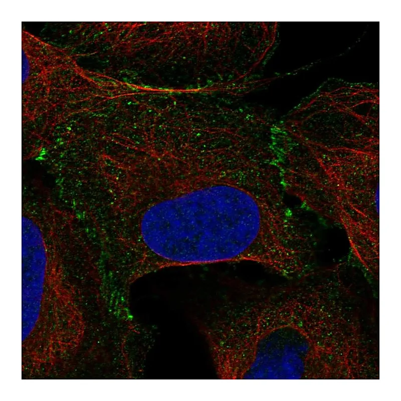Atlas Antibodies Anti-ELOC Antibody