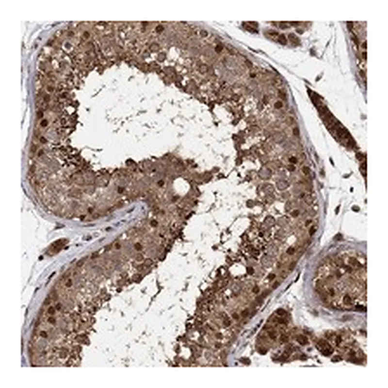 Atlas Antibodies Anti-ELOB Antibody
