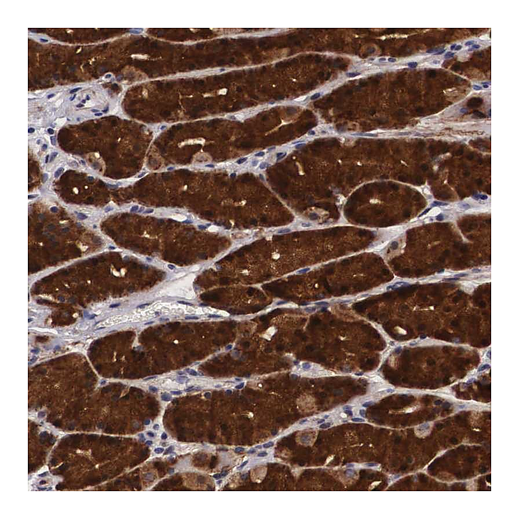 Atlas Antibodies Anti-EMID1 Antibody