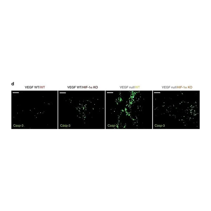 Thermo Fisher Scientific Goat anti-Rat IgG (H+L) Cross-Adsorbed Secondary Antibody, Alexa Fluor 568