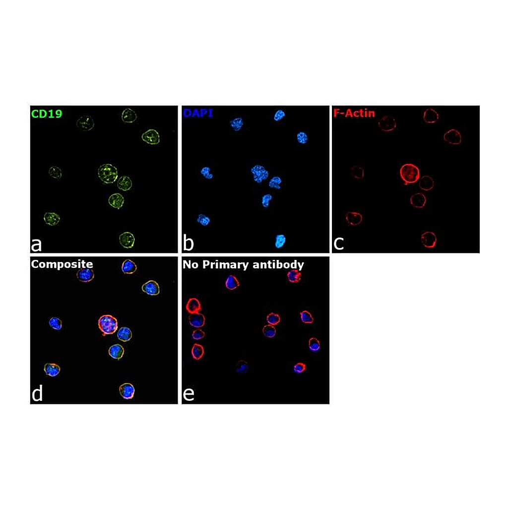 Thermo Fisher Scientific Rabbit anti-Rat IgG (H+L) Secondary Antibody, FITC