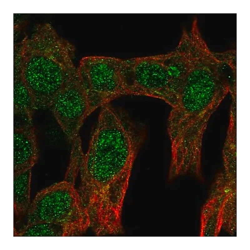Merck Anti-NR6A1 antibody produced in rabbit