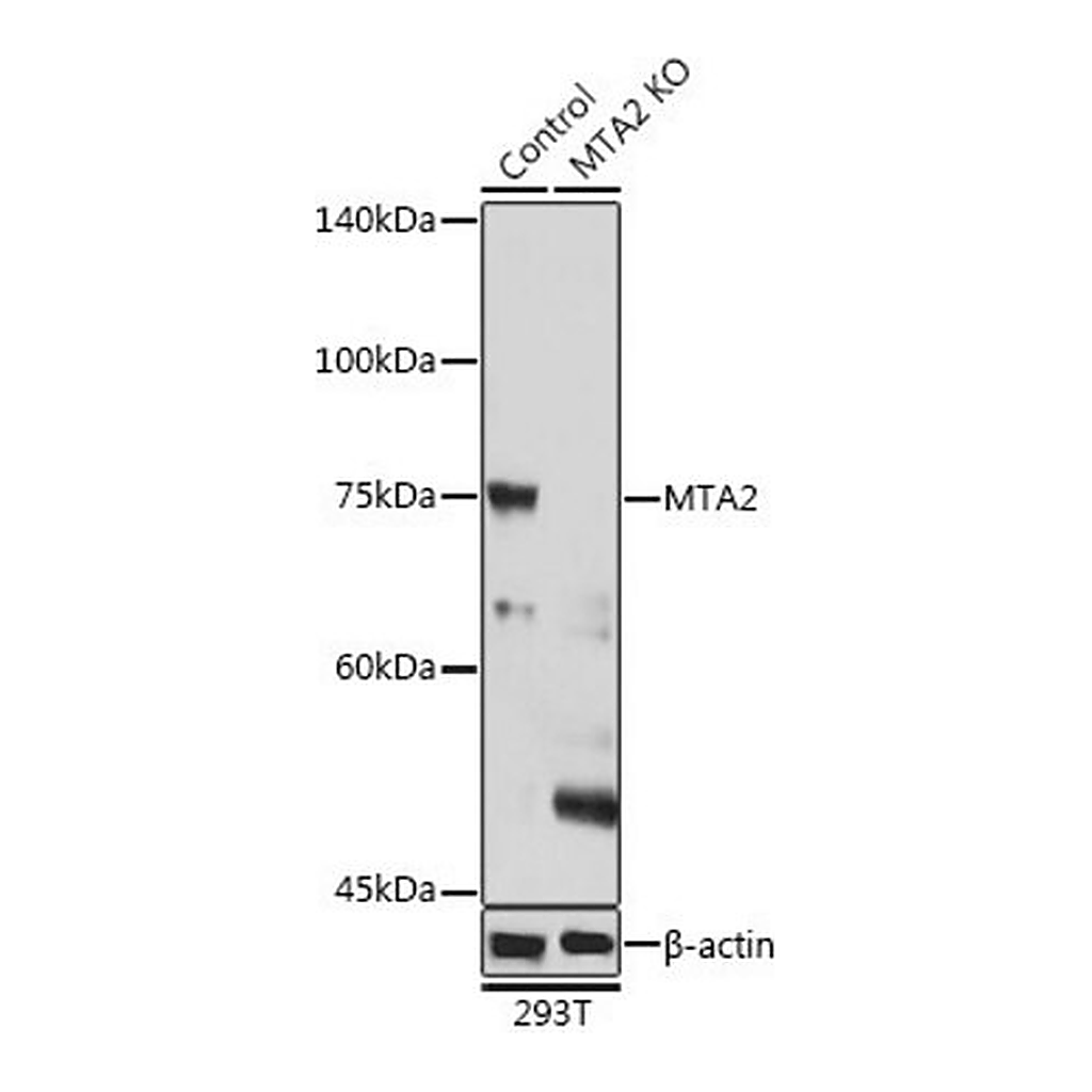 Merck Anti- MTA2 antibody produced in rabbit