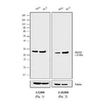 Thermo Fisher Scientific Goat anti-Rabbit IgG (H+L) Cross-Adsorbed Secondary Antibody, AP