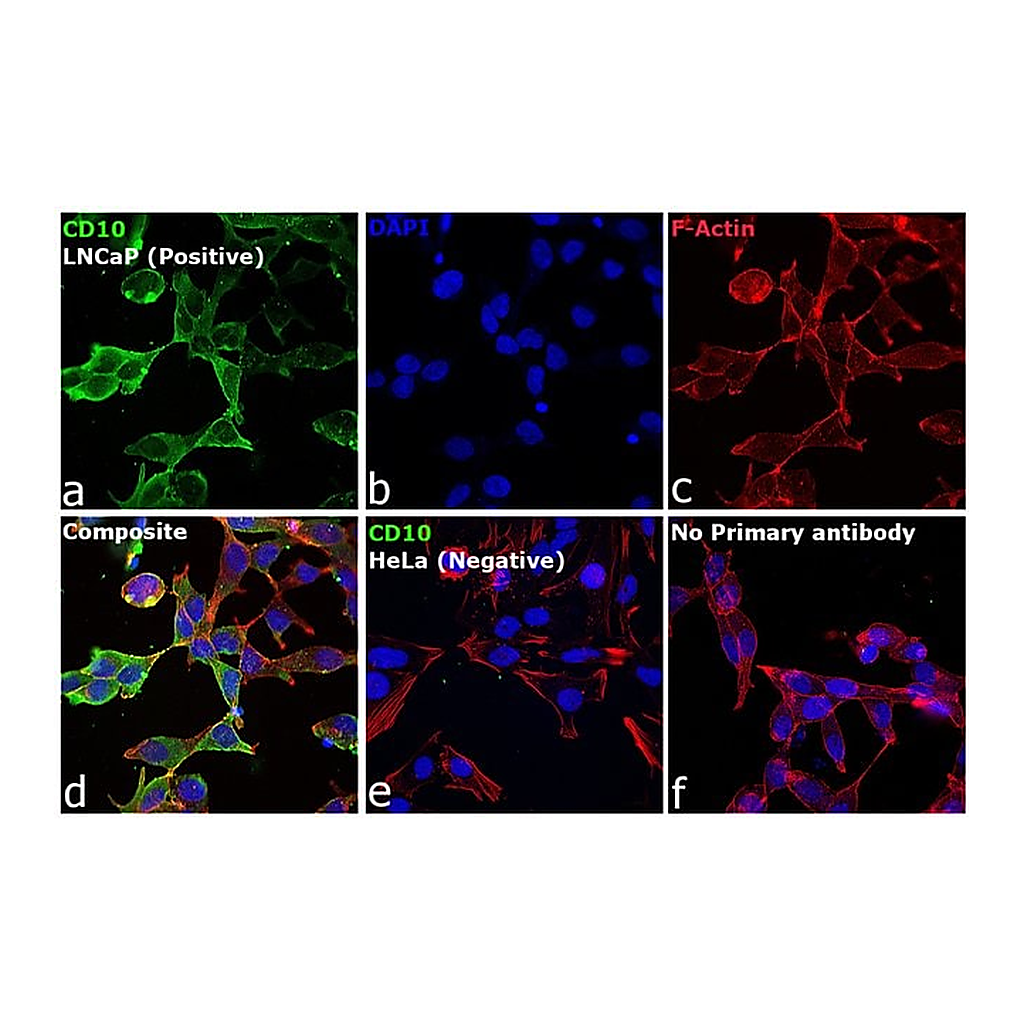 Thermo Fisher Scientific Rabbit anti-Goat IgG (H+L) Cross-Adsorbed Secondary Antibody, Alexa Fluor 568