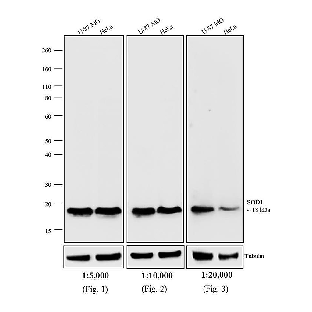 Thermo Fisher Scientific Rabbit anti-Mouse IgG Fc Secondary Antibody, AP