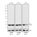 Thermo Fisher Scientific Rabbit anti-Mouse IgG Fc Secondary Antibody, AP