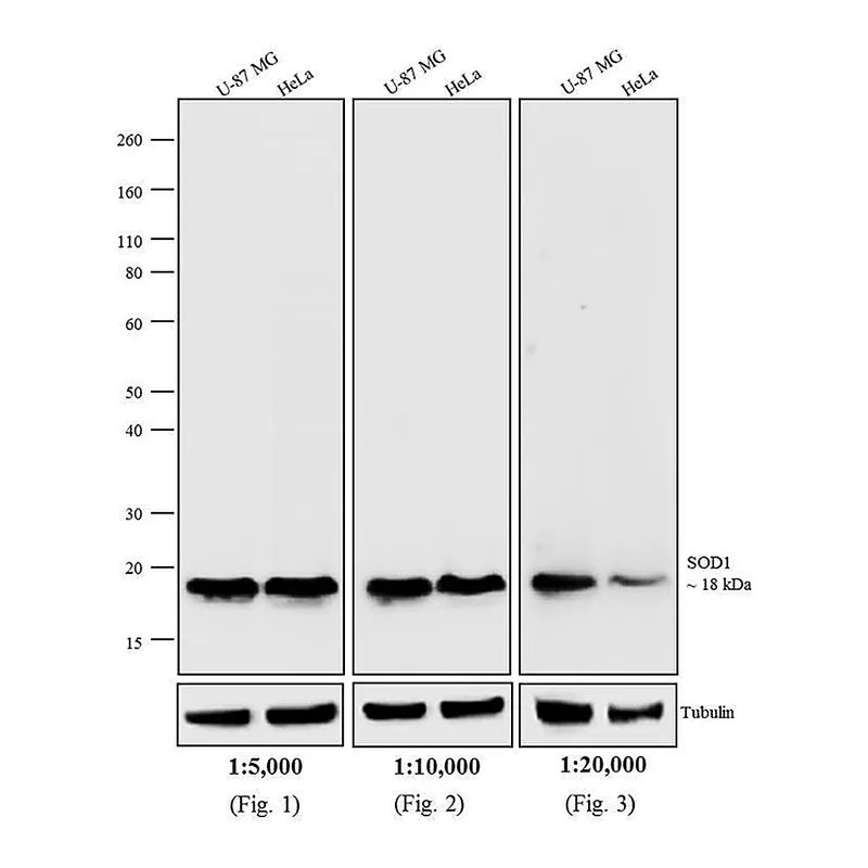 Thermo Fisher Scientific Rabbit anti-Mouse IgG Fc Secondary Antibody, AP
