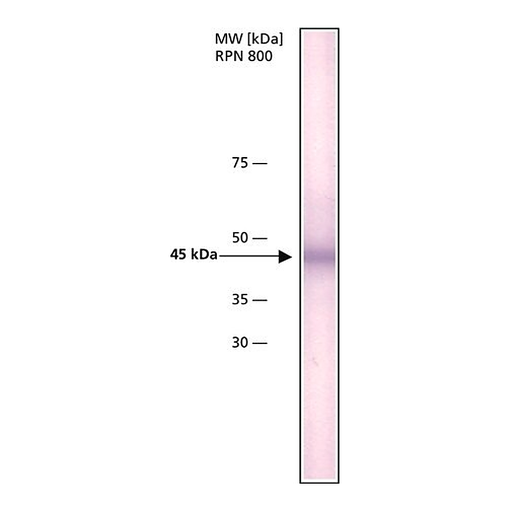 Merck Anti-hABH1 antibody, Mouse monoclonal