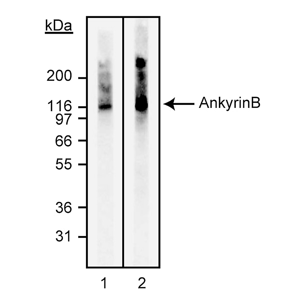 BD Purified Mouse Anti-Ankyrin B