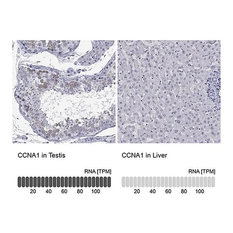 Merck Anti-CCNA1 antibody produced in rabbit